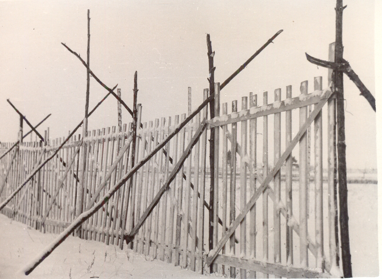 Lumeväravad ehk lumeredelid võeti maanteede kinnituiskamise kaitsemeetmeina kasutusele juba 1930. aastatel. Viimased olid sisuliselt puitlaudadest aiad, mis paigutati talviti tuiskudele avatud maanteede äärde, et takistada lume kuhjumist teele. 1940. aastal hinnati, et Eestis oli kokku ligi 200 000 lumeväravat, millest arvati piisavat 350 km maanteede jaoks. Uue hoo sai lumeväravate paigaldamine sõjajärgsetel aastatel. (Foto: Eesti Maanteemuuseum)