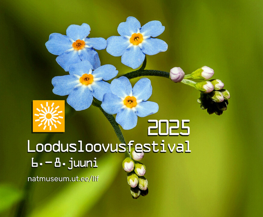 festival